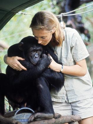 Dr Jane Goodall: Humans got warlike aggression from chimpanzees | news ...