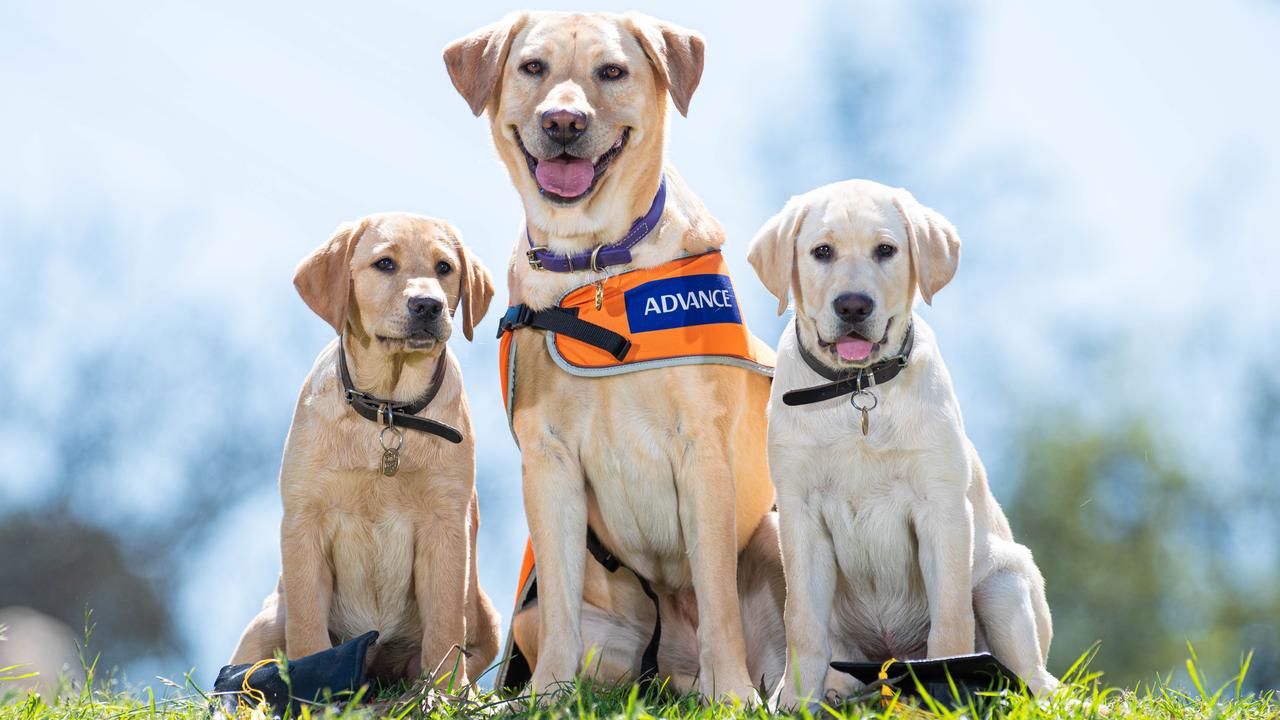 Labradors Jade (left), 12 weeks and Kohsan 14 weeks (right) playing with Brinna, (centre), a Guide Dogs Victoria ambassador. Labrador retriever dogs are trained to be support dogs for people with low vision. Picture: Jason Edwards