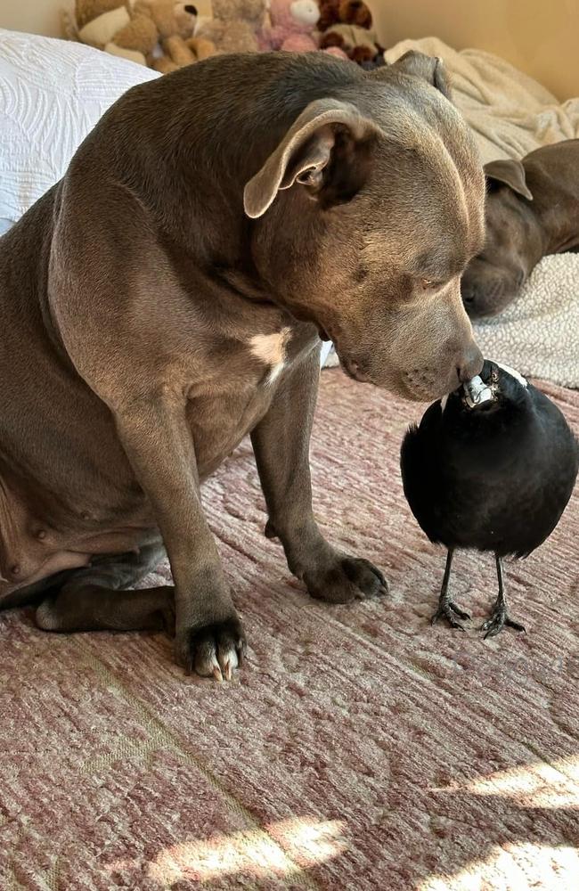 Peggy & Molly update: huge catch on insta-famous pet magpie return ...