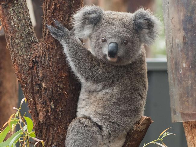 A koala at the Port Stephens Koala Hospital. Picture: Supplied