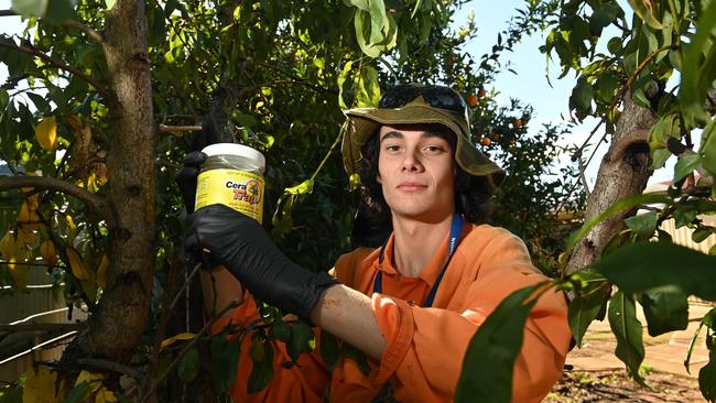 Fruit fly inspector Braeden Howse helps battle the insect in Warradale. Picture: Keryn Stevens