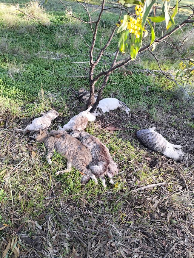 Seven pet cats have been found dumped in the Barossa on Sturt Road, near Nuriootpa. Picture: RSPCA SA