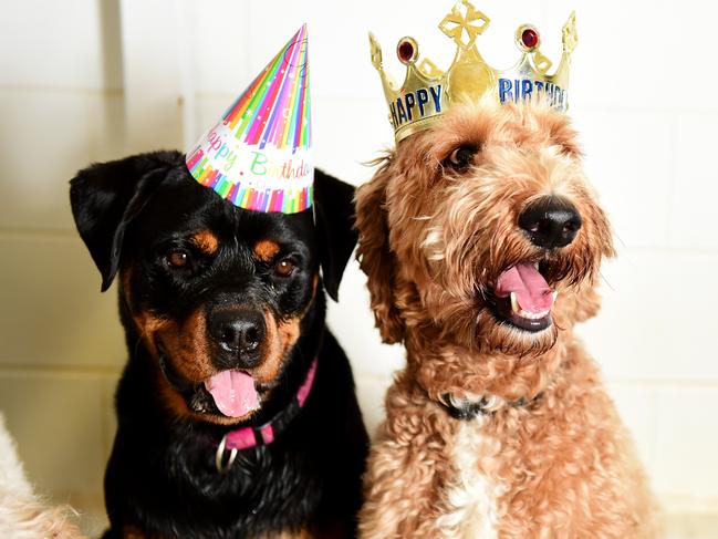 AllSorts Pet Hub is celebrating Roughy's 3rd birthday. The Groodle (right) and his mate, Rottweiler Scarlett, donned birthday hats and shared in his cake. Picture: Alix Sweeney