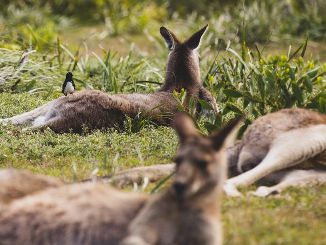 Kangaroos relaxing in Yuraygir National Park near Red Cliff.Photo - Destination NSWEscape 24 Nov 2024one time use in Escape