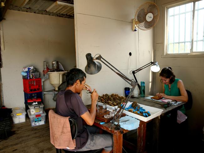 It’s all hands on deck during the pearl seeding season. Picture: AAP Image/Sue Graham