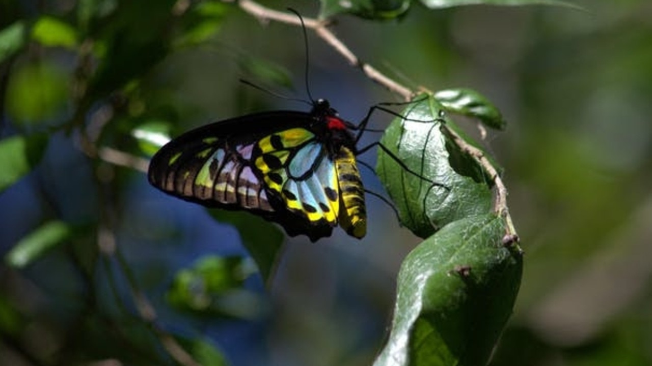 The Richmond birdwing butterfly. Picture: Frank McGrath