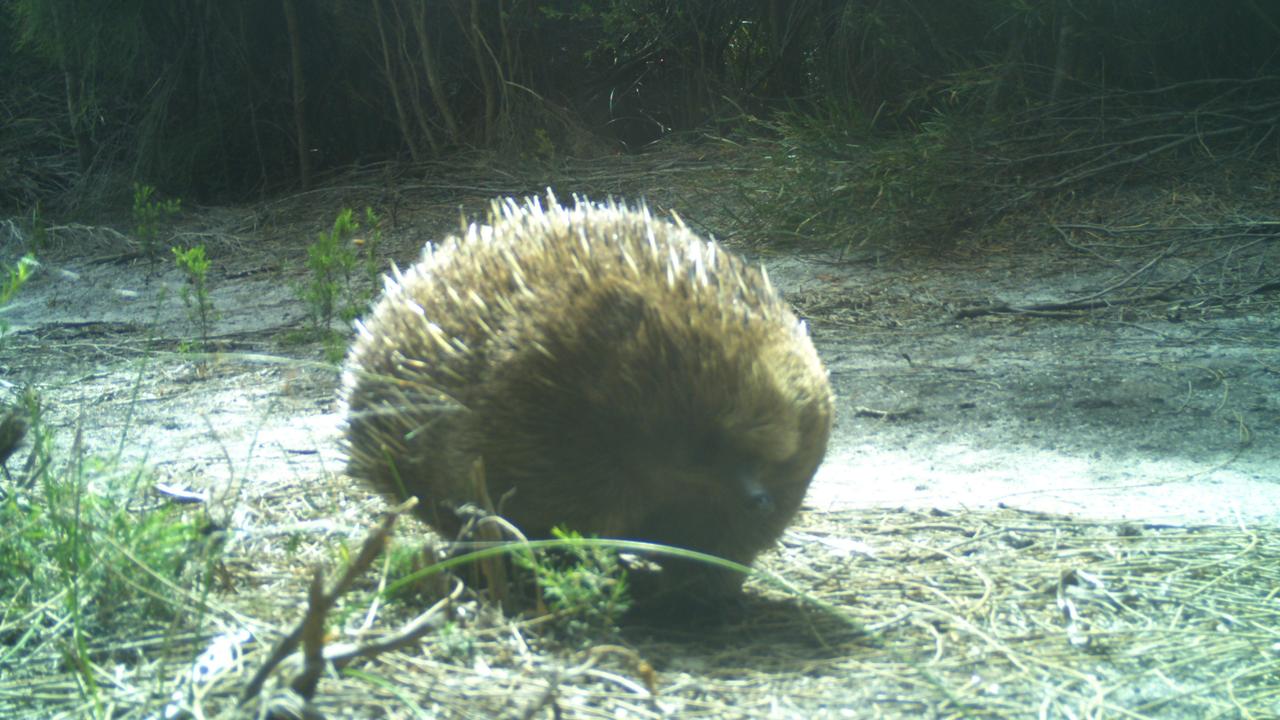 No-one had seen an echidna on Lungtalanana Island in Bass Strait for decades, until this one was spotted on a trail camera. Photo: Tasmanian Aboriginal Centre