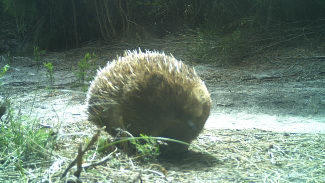 No-one had seen an echidna on Lungtalanana Island in Bass Strait for decades, until this one was spotted on a trail camera. Photo: Tasmanian Aboriginal Centre