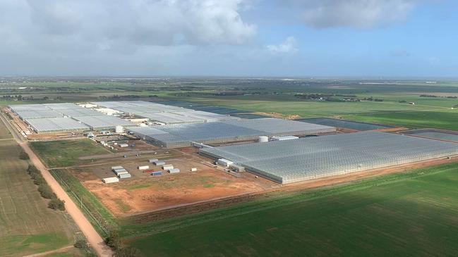 Perfection Fresh’s glasshouses at Two Wells north of Adelaide, which were temporarily quarantined to control the spread of the tomato brown rugose fruit virus.