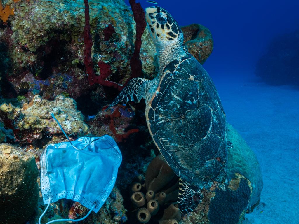 Carelessly discarded PPE equipment has found its way into the ocean.