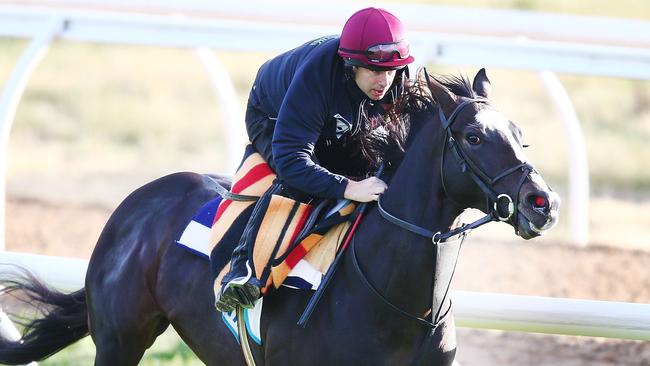 Yucatan impressed in a gallop at Werribee on Tuesday. Picture: Getty Images