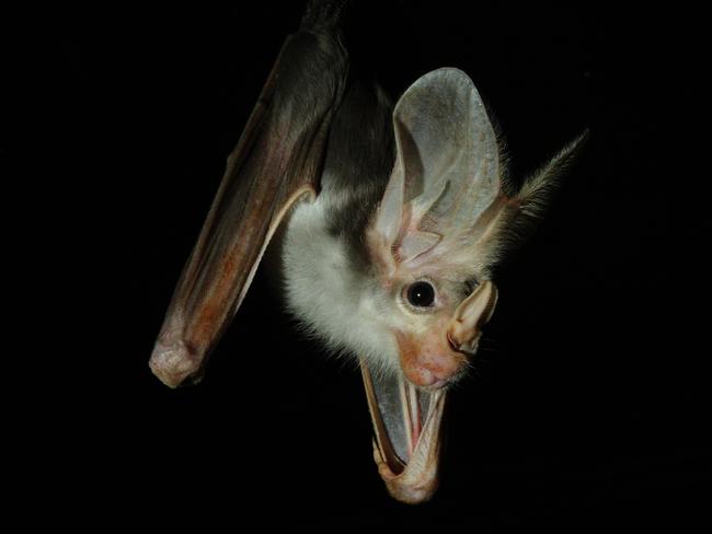 Australian Ghost Bats at their new exhibit at Sydney Wildlife World in Darling Harbour, Sydney.