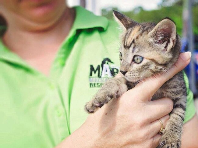 Mackay Animal Rescue Society has noticed a constant demand in abandoned animals needing homes.