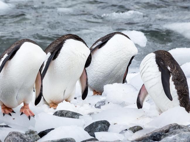 A group of Gentoo penguins keep their heads down. Picture: Monique Joris/Barcroft Images