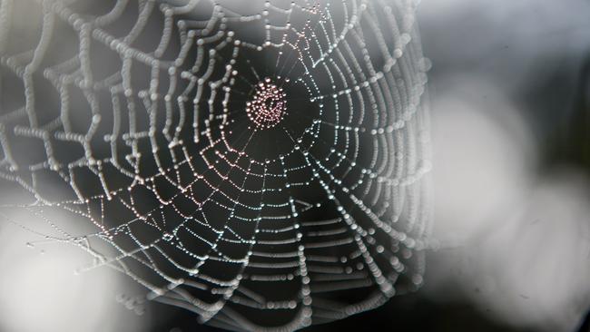 GAD A cold and misty morning brinfs out the beauty in the delicate structure of a cobweb