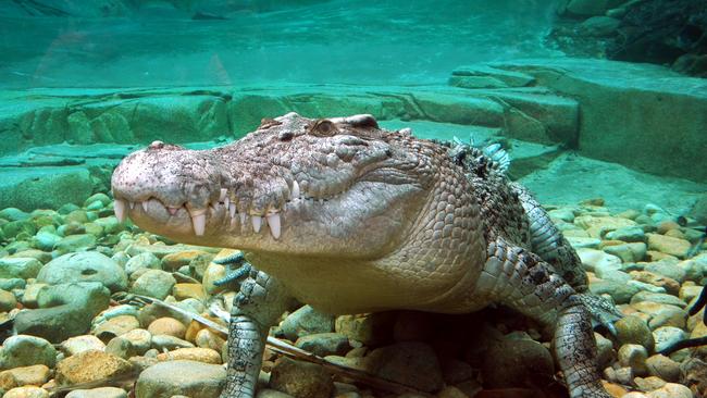 Goliath the Crocodile. Photo: Zoom Wildlife Park