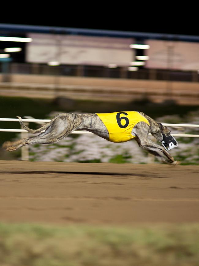 Greyhounds will be able to retire at the new proposed development.