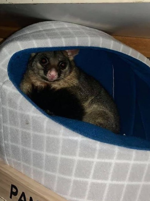 Leisa said the possum moved into the cat bed within hours of it being placed on the shelf.