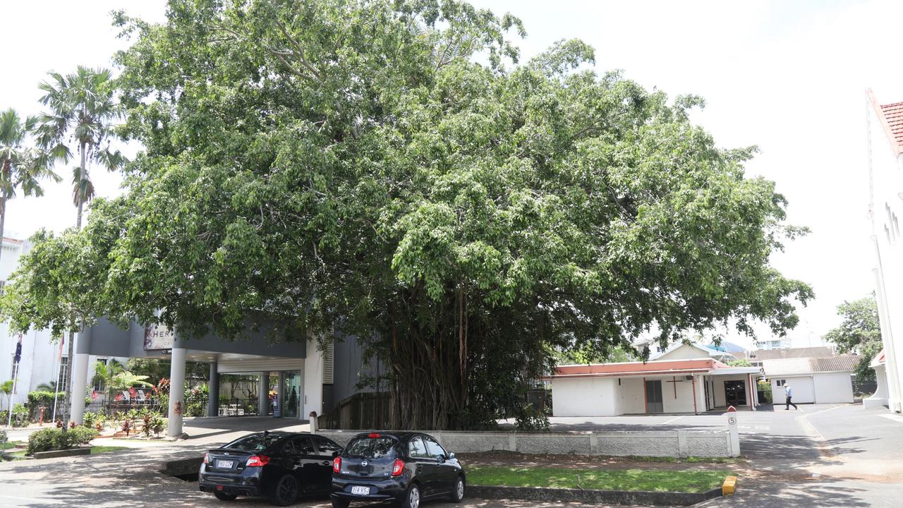 Community divided over fate of fig tree