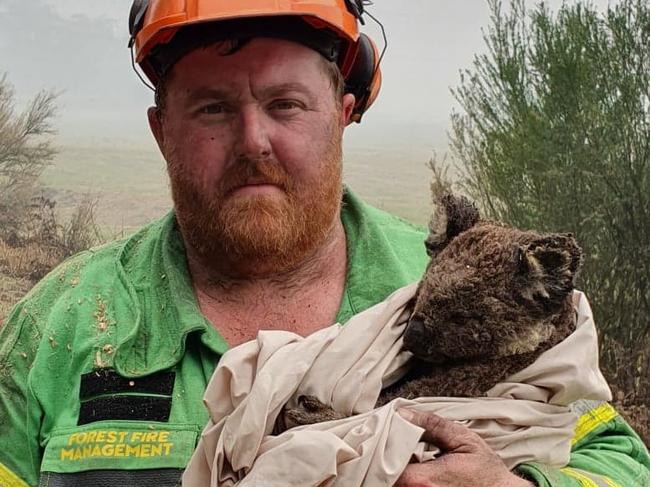 Logging contractor Brett Robin with a koala he saved, and nicknamed Coota, near Mallacoota. Supplied Brett Robin