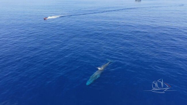 The research team alongside a pygmy blue whale in Savu Sea during November 2021, when they applied the two GPS trackers.