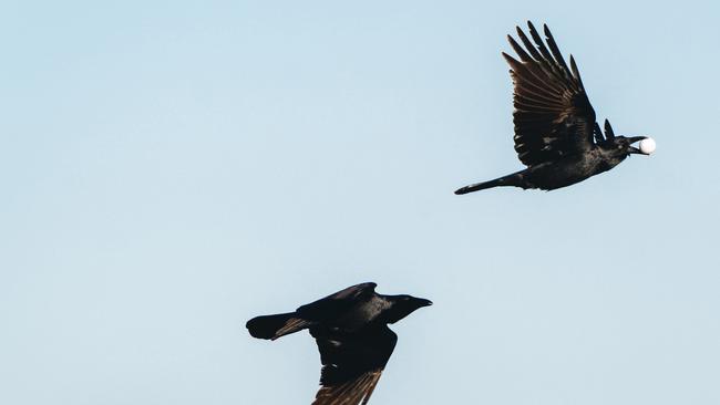 Birdsville Dunes Golf Club hosted the first round of the Outback QLD Masters. Crows proved a hazard stealing several golf balls. Photo - Reuben Nutt