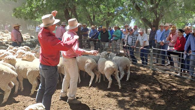 Prices for Merino ewes were impacted by quality and a lack of mulesing at Deniliquin’s special sheep sale.