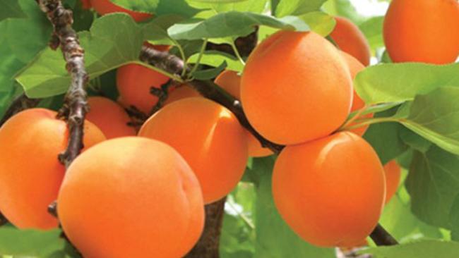 Different fruit trees suit different espalier styles; apricots do well as fans.