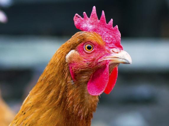 Free range chickens roam the yard on a small farm