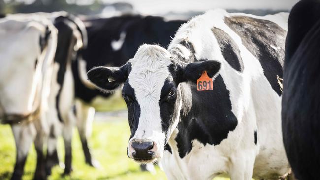 Warakirri is planning to raise over half a billion dollars to acquire and operate dairy farmland across both Australian and New Zealand. Picture: File (Nicole Cleary)