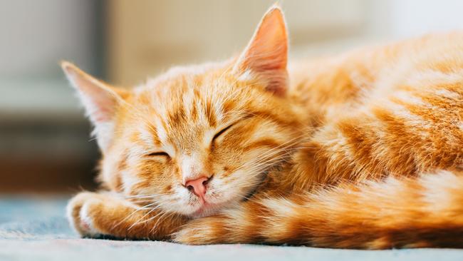 The girl’s school is supporting her identifying as a cat. Picture: iStock