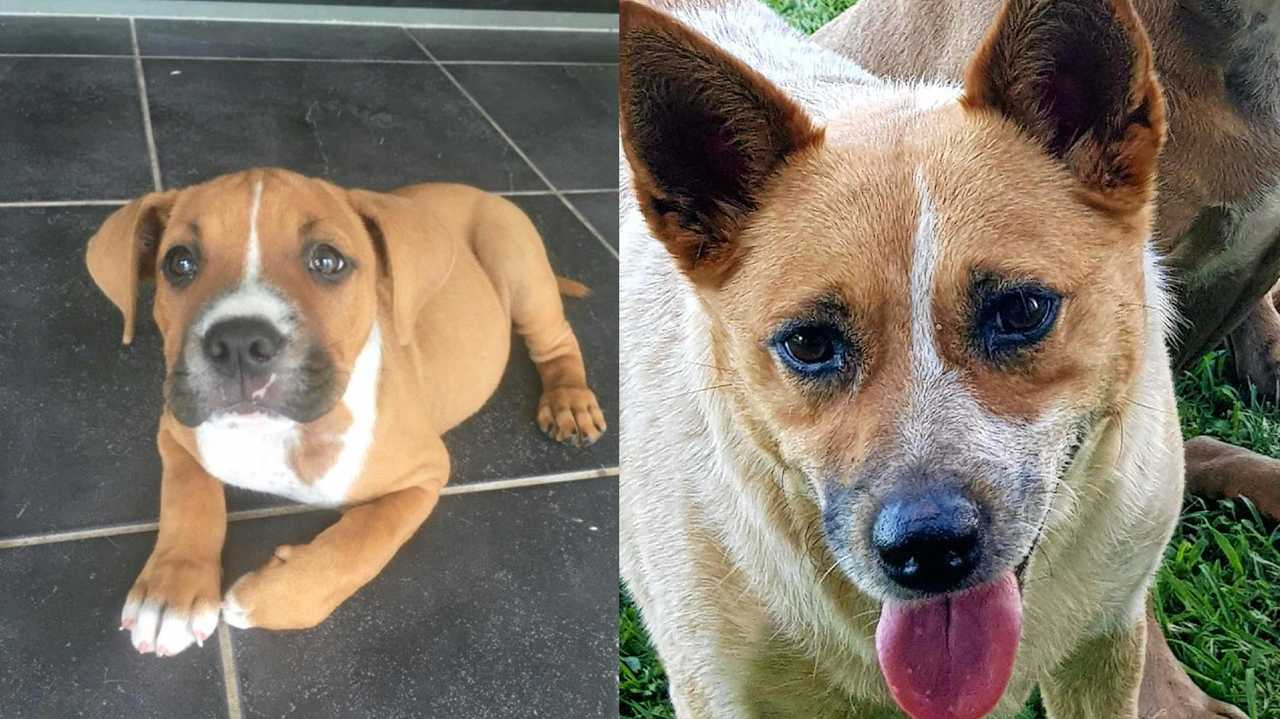 jack russell and staffy mix