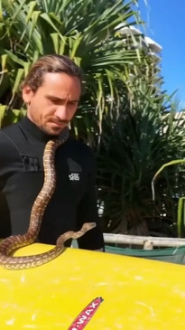 Twist after man takes pet snake surfing