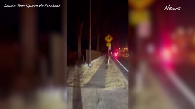 Koala takes refuge on traffic refuge sign