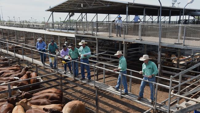 Auctioneers sell cattle pen by pen at the saleyards. Photo: Jacklyn O’Brien.