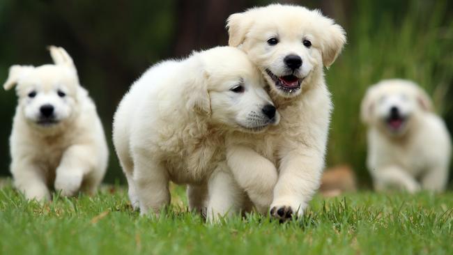 These pups had to be given birth via caesarean section due to uterine complications. Picture: Sam Ruttyn