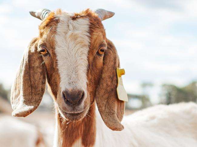 A goat looking at camera on a farm surrounded by other goats  ISTOCK IMAGE