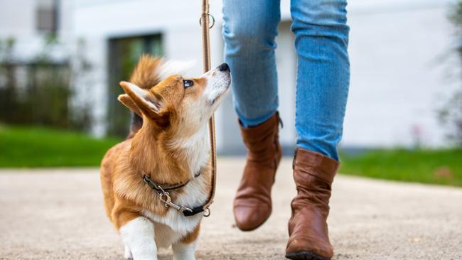 Have you considered dog walking? Picture: iStock
