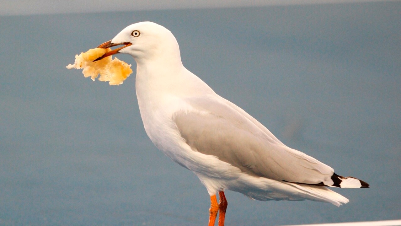 New research finds deadly superbug in seagulls