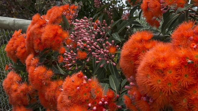 Bright initiatives: The flowering gum is a hardy choice for our changing conditions.