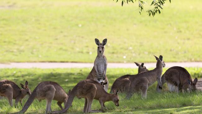 Kangaroos at the site. Picture: Adam Head