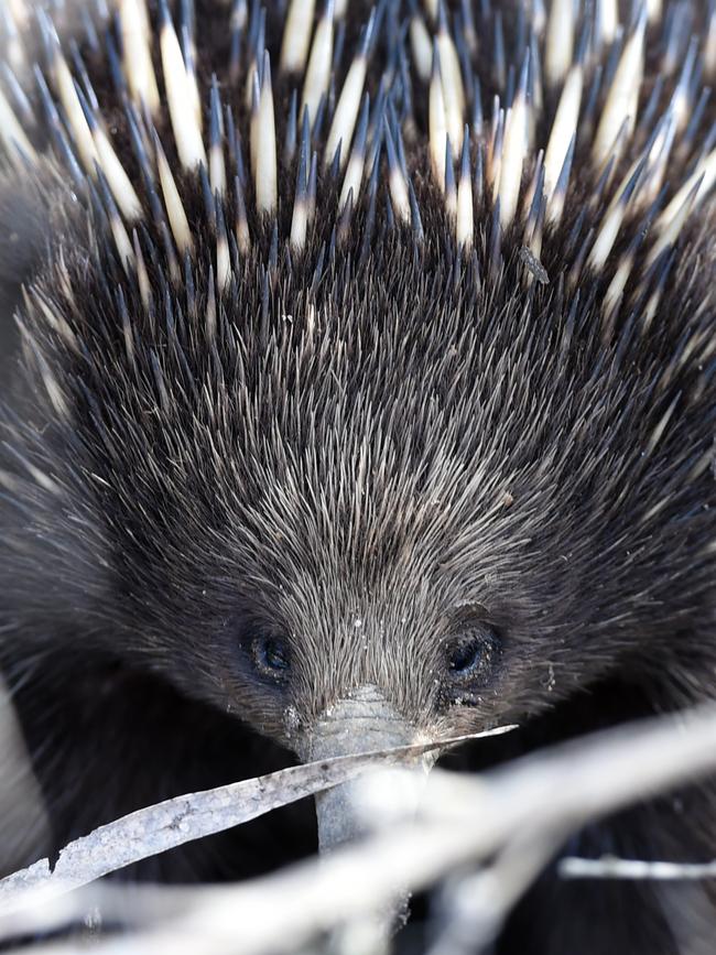 An echidna at the Royal Botanic Gardens, Cranbourne. Picture: Jason Sammon