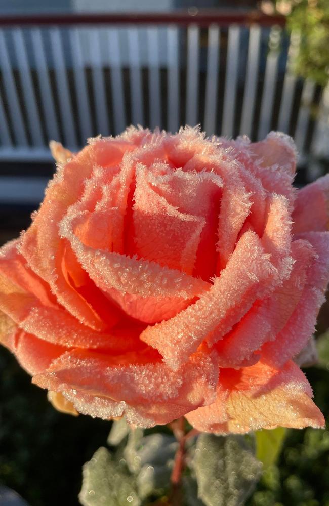 A frosty rose. Photo: Diamondvale Cottages