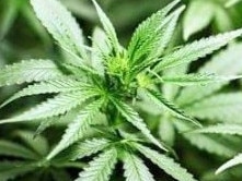 A RETIRED Gympie region man claimed he grew 11 marijuana plants at his Glenwood home "for research purposes".