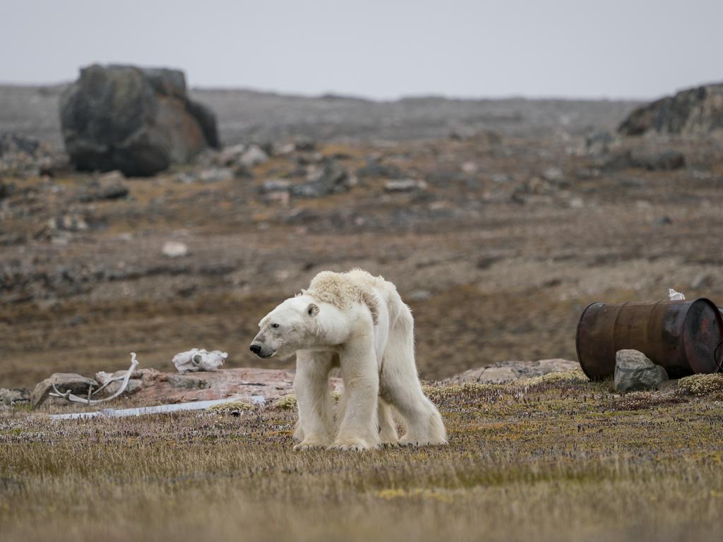 Lumix People’s Choice Award: A Polar Bear’s Struggle by Justin Hofman, USA/Wildlife Photographer of the Year 2018/Natural History Museum. Justin’s whole body pained as he watched this starving polar bear at an abandoned hunter’s camp, in the Canadian Arctic, slowly heave itself up to standing. With little, and thinning, ice to move around on, the bear is unable to search for food.