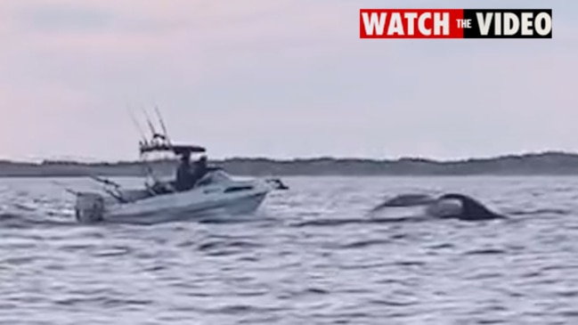 Fisherman gets close to a Southern-Right whale