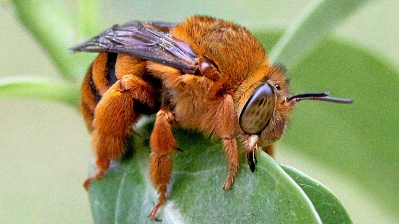 Cute ‘teddies’ are creating real buzz around Noosa | The Courier Mail