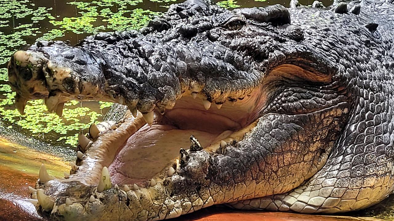 Cassius, world’s longest saltwater crocodile in captivity dies | The ...