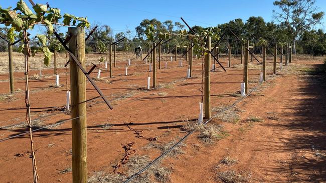 Trial grapes growing at Singleton Station in 2022.