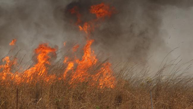 Gamba grass burns incredibly hot and can destroy native wildlife which would otherwise be able to handle bushfires. Picture: Glenn Campbell.